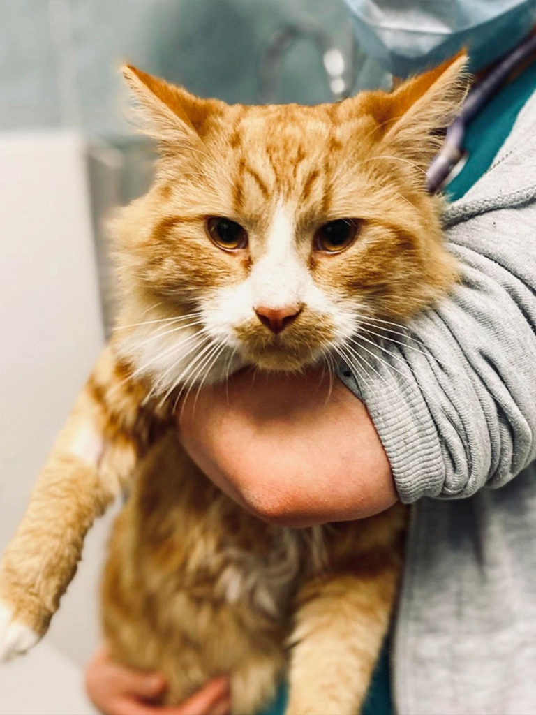 A patient at Anderson Veterinary Surgery
